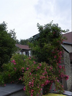 rosiers anciens