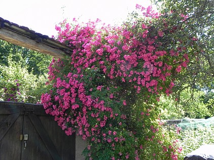 nature